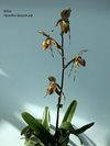 Paphiopedilum Saint Swithin (philippinense × rothschildianum) 